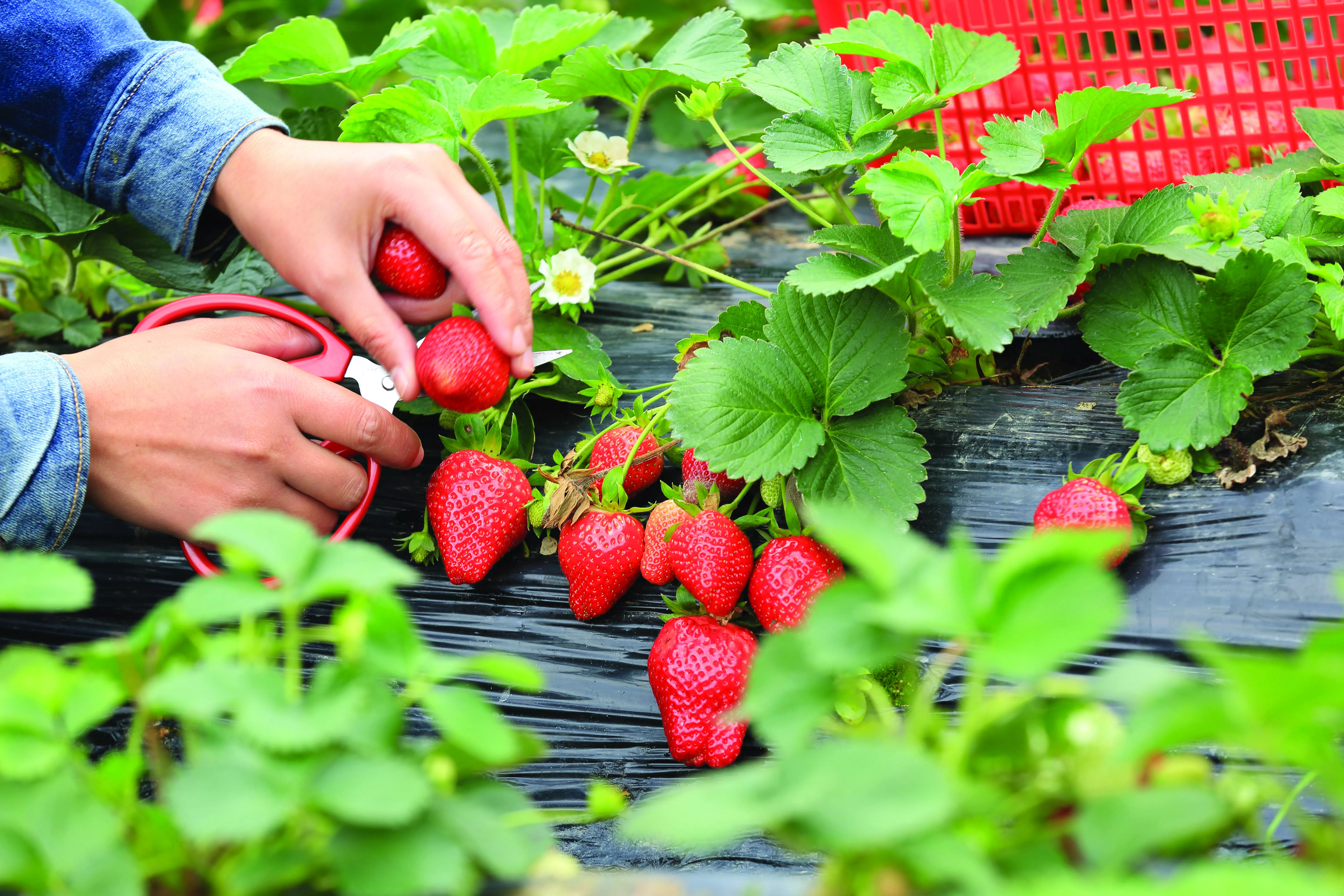 Drip irrigation against night frost